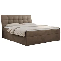 BOXBETT DIEGOS 200/200 Braun Velvet - H3