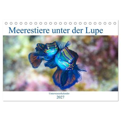 Meerestiere unter der Lupe - Unterwasserkalender (Tischkalender 2027 DIN A5 quer), CALVENDO Monatskalender
