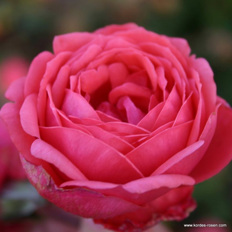 Kordes Parfuma Rosa Garten Princess Marie José Roos