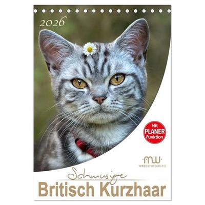 Schmusige Britisch Kurzhaar (Tischkalender 2026 DIN A5 hoch), CALVENDO Monatskalender