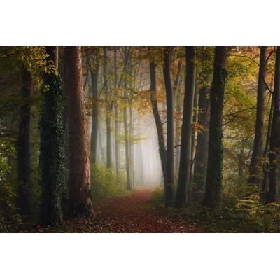 Fototapete PAPERMOON "Photo-Art YE, BUNTE WALD DES HERBSTES", bunt, B:4,5m L:2,8m, Vlies, Tapeten