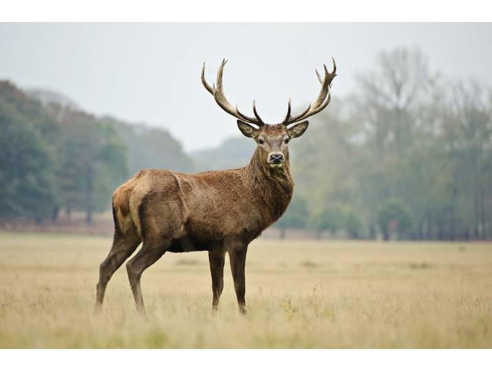 Fototapete PAPERMOON HIRSCH-NATUR LANDSCHAFT WILD TIERE WALD BÄUME PFERDE , bunt, B:4m L:2,6m, Vlies, Tapeten, Fototapete