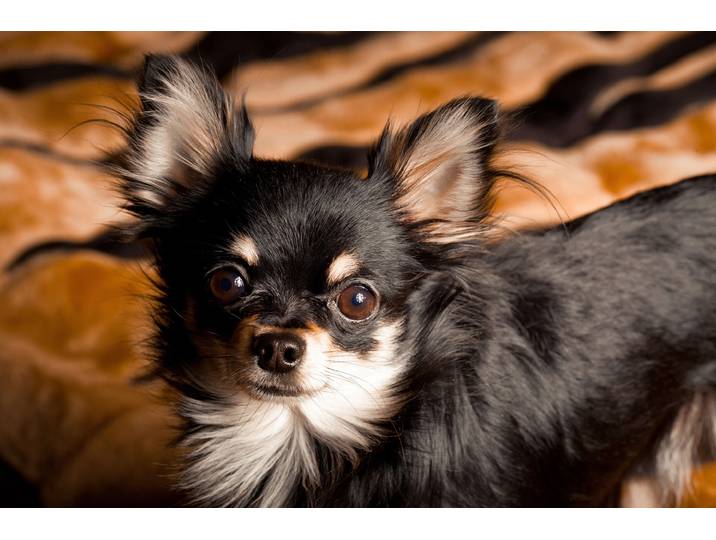 Fototapete PAPERMOON CHIHUAHUA-HUND TIER LANGHAAR MEXICO NATUR WELPE , bunt, B:3,5m L:2,6m, Vlies, Tapeten, Fototapete