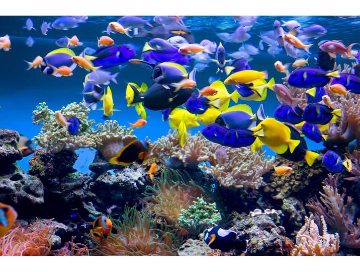Fototapete PAPERMOON Aquarium , bunt, B:3,5m L:2,6m, Vlies, Tapeten, Fototapete