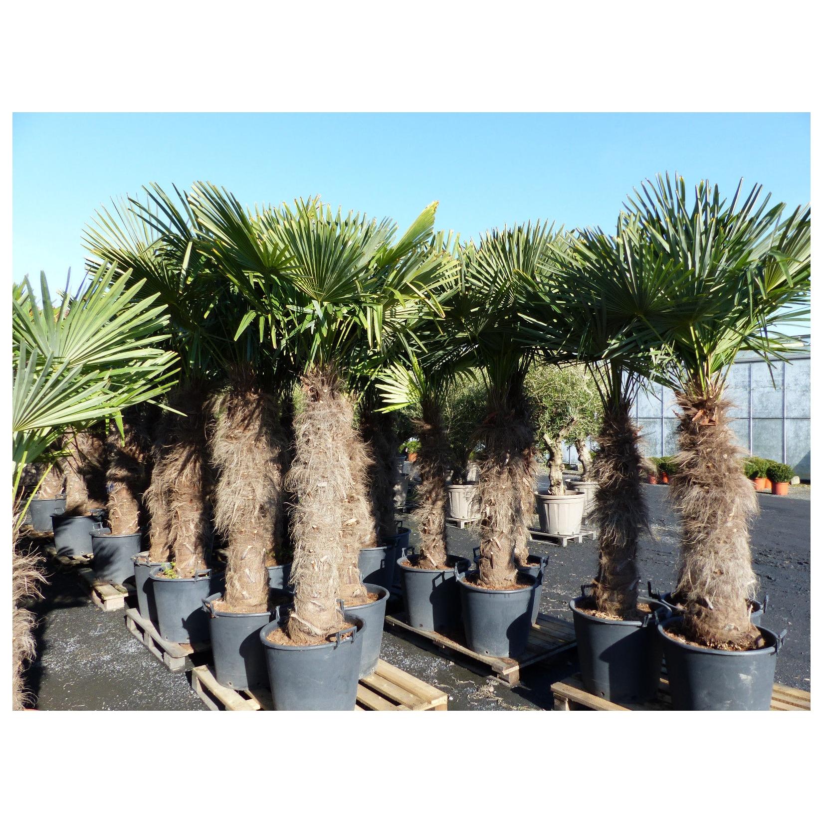 XXXXL 240 - 270 cm Trachycarpus fortunei 130-150 cm Stamm Hanfpalme, winterharte Palme bis -18°C