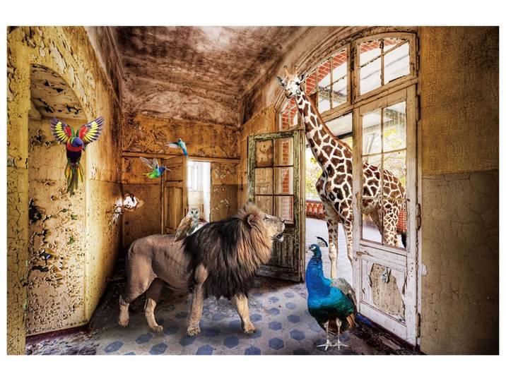 Digitaldruck auf Glas Dschungeltiere Suchen Ein Zuhause image LAND