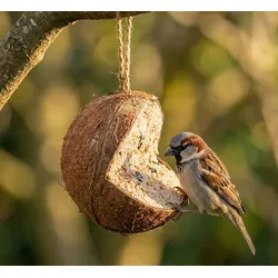 Wildvogelfutter in Kokosnuss mit Mehlwürmern