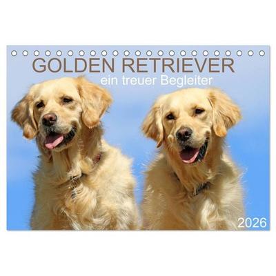 Golden Retriever ein treuer Begleiter (Tischkalender 2026 DIN A5 quer), CALVENDO Monatskalender