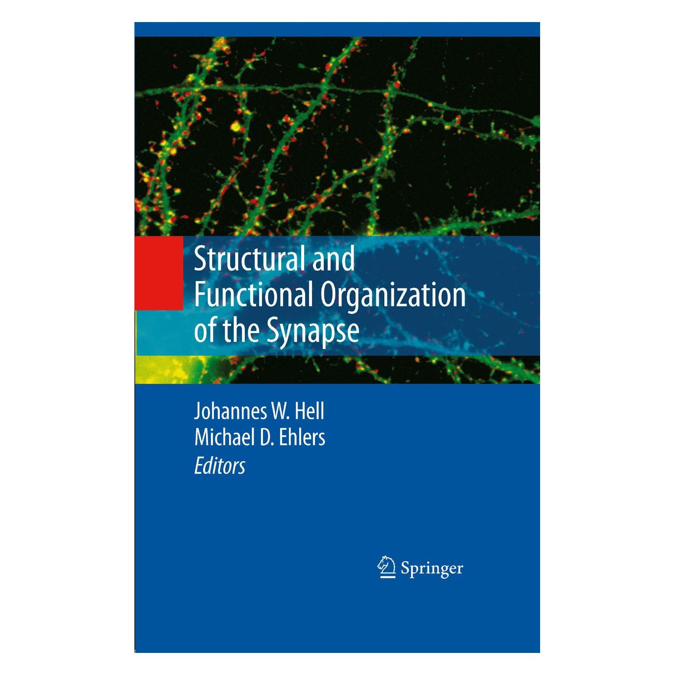 Springer Structural and Functional Organization of the Synapse (Englisch, Hardcover, Johannes W. Hell, Michael D. Ehlers) (9780387772318)