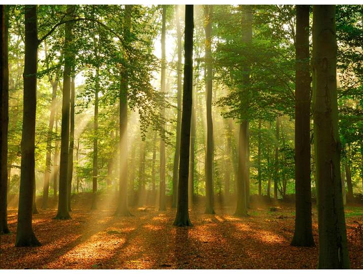 Fototapete PAPERMOON Forest in the Morning , bunt, B:1,5m L:1,11m, Vlies, Tapeten, Fototapete