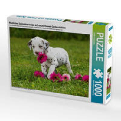 CALVENDO Puzzle Niedlicher Dalmatinerwelpe mit rosafarbenen Gerberablüten | 1000 Teile Lege-Größe 64x48cm Foto-Puzzle für glückliche Stunden