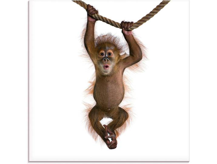 Glasbild ARTLAND Baby Orang Utan hängt an Seil II , weiss (farbe bild(er): weiß), B:20cm H:20cm, Bilder, Glasbild, in verschiedenen Grössen