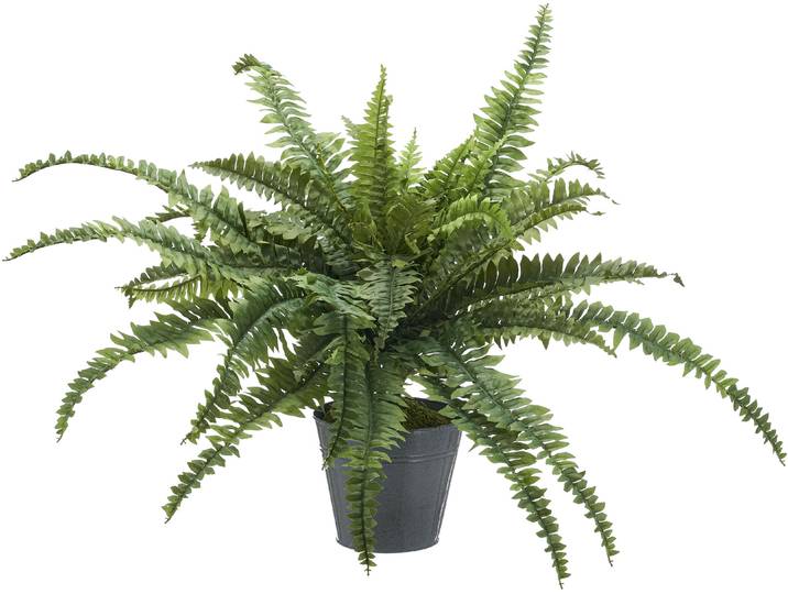 Kunstpflanze CREATIV GREEN Bostonfarn , grün, H:80cm Ø:100cm, Kunststoff, Kunstpflanzen, Kunstpflanze, mit zahlreichen Farnwedeln