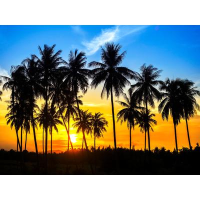 Papermoon "Coconut Palm Trees" glatt
