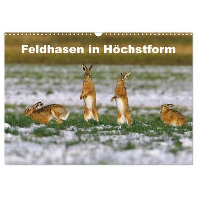 Feldhasen in Höchstform (Wandkalender 2027 DIN A3 quer), CALVENDO Monatskalender