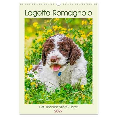 Lagotto Romagnolo - Der Trüffelhund Italiens - Planer (Wandkalender 2027 DIN A3 hoch), CALVENDO Monatskalender