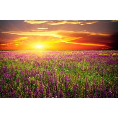 Fototapete PAPERMOON "Blumenwiese Sonnenuntergang", bunt, B:4,5m L:2,8m, Vlies, Tapeten