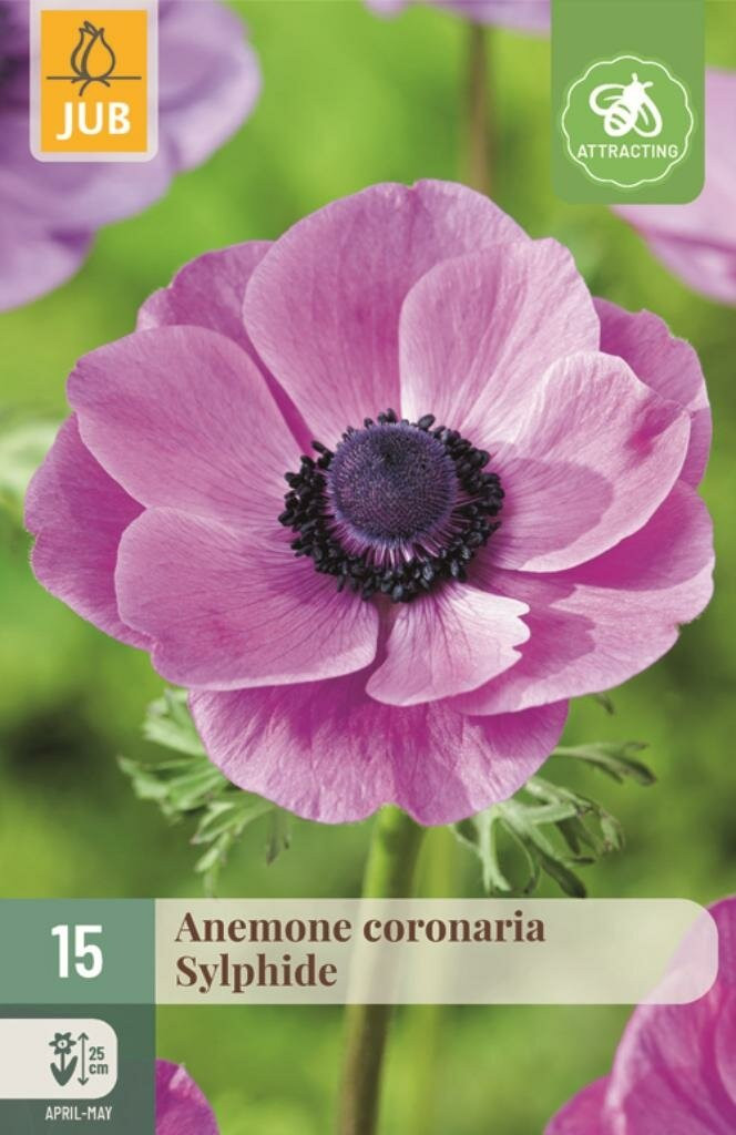 JUB Anemoon Coronaria Sylphide 15 bloembollen