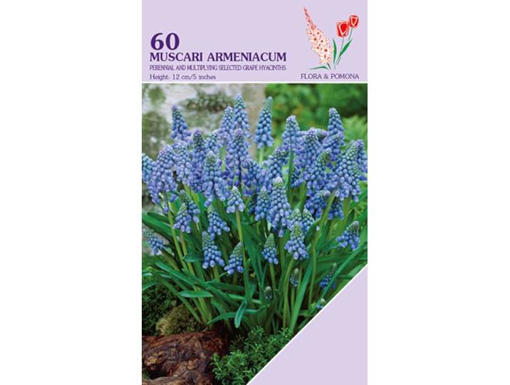 Muscari Armeniacum 60 bollen