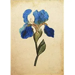POSTER Iris Missouriensis. A4 Schwarzer Rahmen