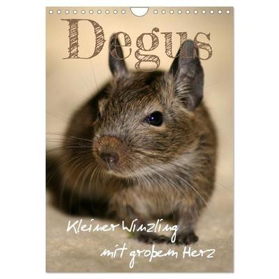 Degus - Winzlinge mit großem Herz (Wandkalender 2027 DIN A4 hoch), CALVENDO Monatskalender