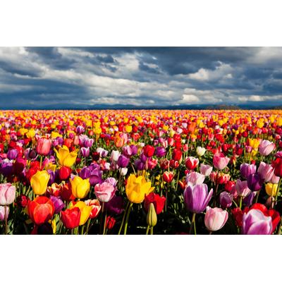 Fototapete PAPERMOON "Blumenwiese", bunt, B:4m L:2,6m, Vlies, Tapeten