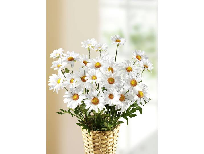 Margeritenzweige, 3er-Set, Grün-Weiss