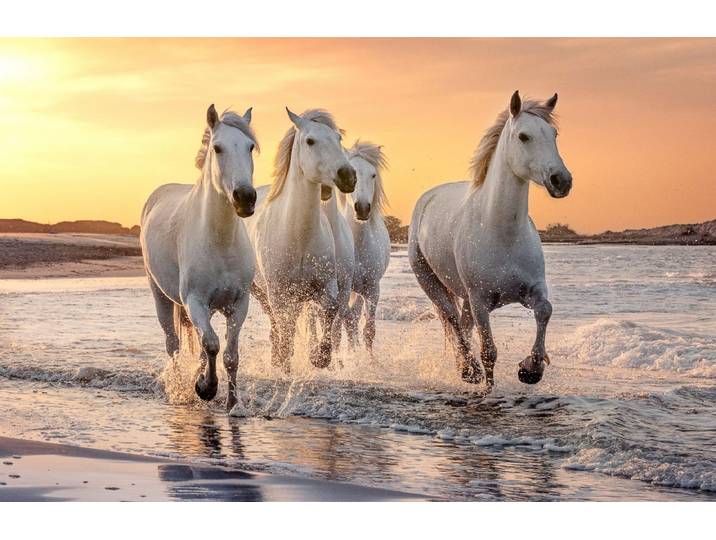 Fototapete PAPERMOON PFERDE-CAMARGUE GALLOP STRAND MEER TIERE KÜSTE PROVENCE , bunt, B:3m L:2,23m, Vlies, Tapeten, Fototapete