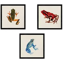 POSTER Set Mit 3 Frösche Natur 25X25cm Schwarzer Rahmen