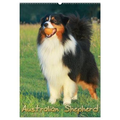 Australian Shepherd (Wandkalender 2026 DIN A2 hoch), CALVENDO Monatskalender