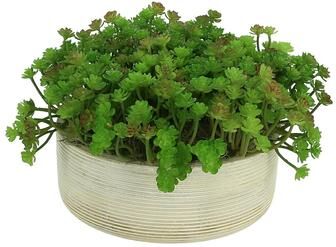 Creative Labs Cactus in Round Wood Bowl - Green