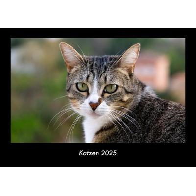 Katzen 2025 Fotokalender DIN A3