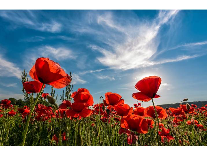 Fototapete PAPERMOON Poppy Flowers Field , bunt, B:3m L:2,23m, Vlies, Tapeten, Fototapete