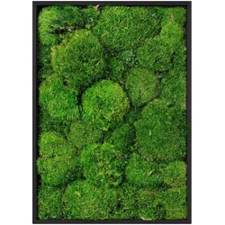 MOOSBILD Rechteck 38 x 27 cm Mooswand Indoor mit Echtem Kugelmoos und Holzrahmen Grün Pflegefrei