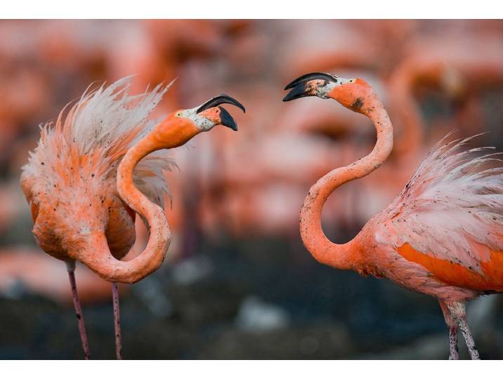 Papermoon Karibische Flamingos