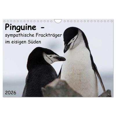Pinguine - sympathische Frackträger im eisigen Süden (Wandkalender 2026 DIN A4 quer), CALVENDO Monatskalender
