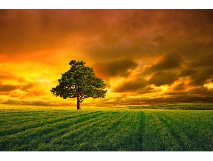 Fototapete PAPERMOON Baum in Feld , bunt, B:1,5m L:1,11m, Vlies, Tapeten, Fototapete