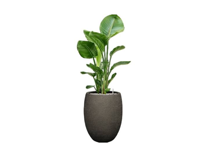 Pflanzen Arrangement „Strelitzia nicolai in Terreno“ Baq Design