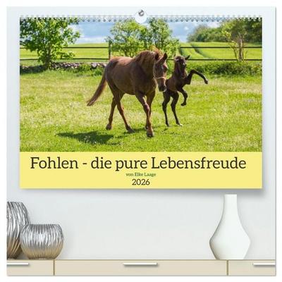 Fohlen - die pure Lebensfreude (hochwertiger Premium Wandkalender 2026 DIN A2 quer), Kunstdruck in Hochglanz