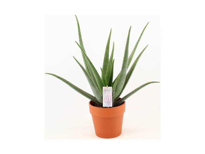 Aloe Vera in Terracotta Ø21