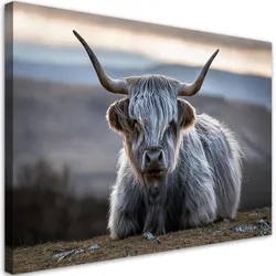 WANDBILD liegende schottische kuh