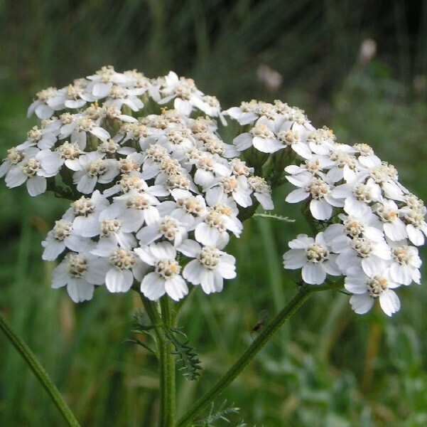 6 x Schafgarbe Achillea millefolium Weisses Wunder in pot van 9x9 cm van Arborix