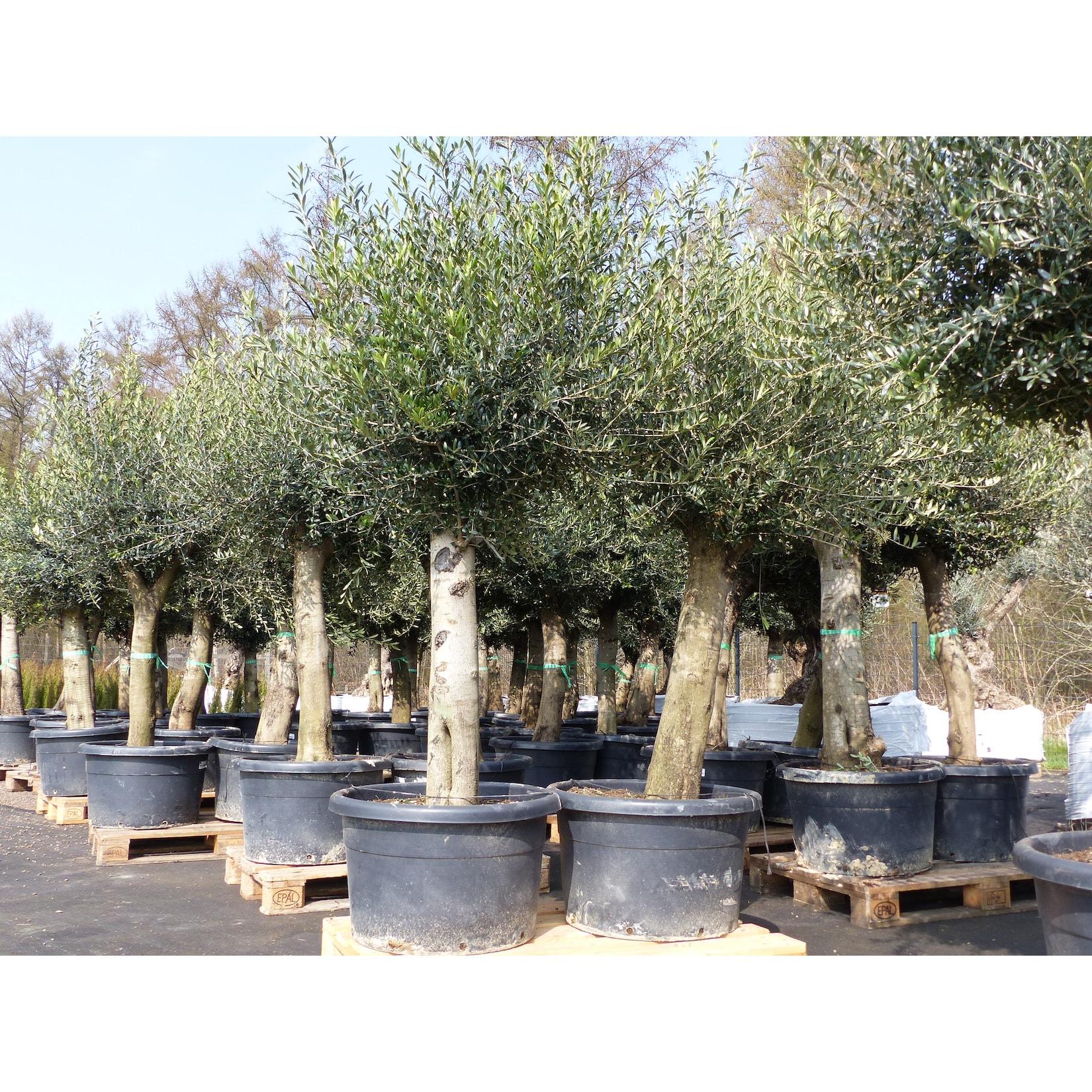 Olivenbaum Olive "60 Jahre" 200 - 240 cm, beste Qualität, Stammumfang 40 - 60 cm, winterhart, Olea Europaea