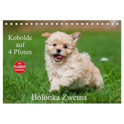 Kobolde auf 4 Pfoten - Bolonka Zwetna (Tischkalender 2027 DIN A5 quer), CALVENDO Monatskalender