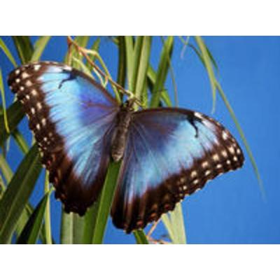 CALVENDO Puzzle Himmelsfalter (Morpho peleides) | 2000 Teile Lege-Größe 90x67cm Foto-Puzzle für glückliche Stunden
