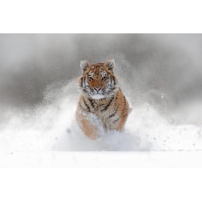 Fototapete PAPERMOON "Siberian Tiger", bunt, B:3,5m L:2,6m, Vlies, Tapeten