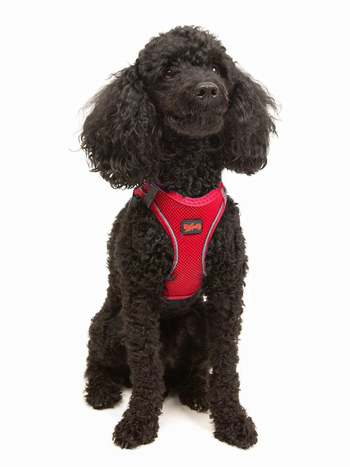 Paws&Whiskers Hundegeschirr in Rot - M