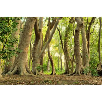 Fototapete PAPERMOON "MAGISCHER WALD-BAUM FARNE DSCHUNGEL SONNE WEG PFLANZE", bunt, B:4,5m L:2,8m, Vlies, Tapeten