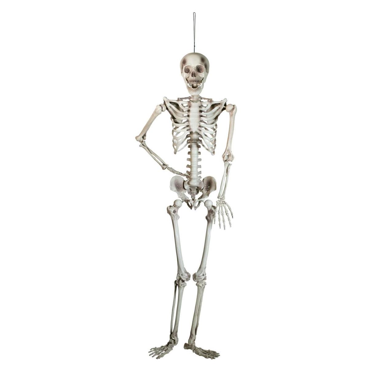 Europalms Halloween Skelett, 150 cm (83314595)