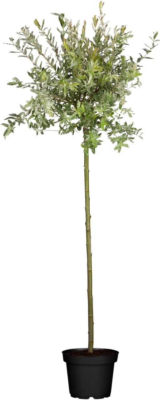 Pflanzen Harlekinweide Hakuro Nishiki 80 cm hoch 5 l Container